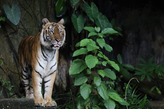 Tygrys indochiński jest pięknym zwierzęciem i niebezpiecznym w lesie