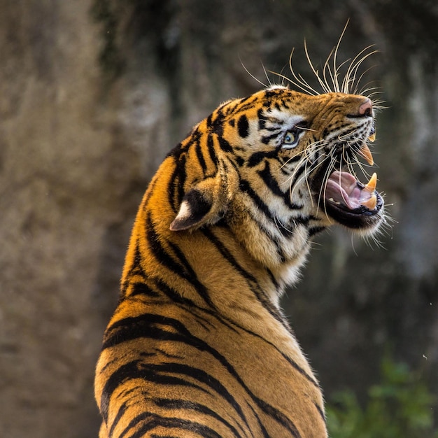 Tygrys, król lasu, rodzina dzikich tygrysów ryczy tygrysica
