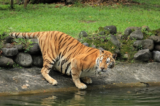 Tygrys Obserwuje Zdobycz Nad Jeziorem