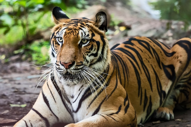 Tygrys odpoczywa w ciągu dnia na wybiegu w zoo / dzikie zwierzę w przyrodzie