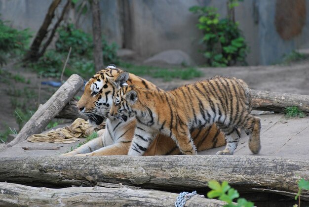 Zdjęcie tygrys odpoczywający w zoo