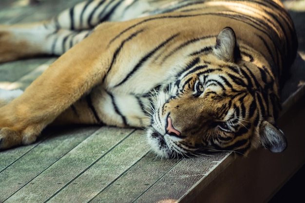 Tygrys spoczywający na drewnie w zoo