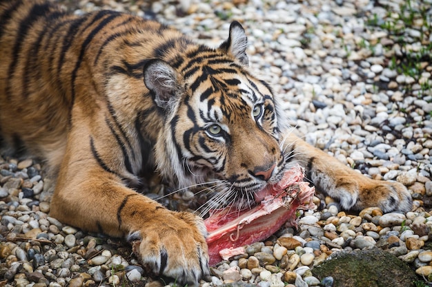 Tygrys Sumatrzański Jedzący Obiad Panthera Tigris Sumatrae