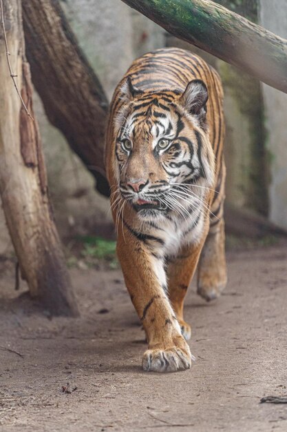 Tygrys sumatrzański