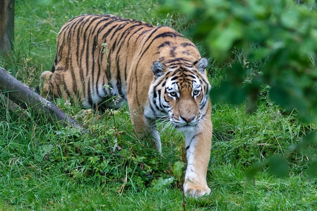 Tygrys syberyjski (Panthera tigris altaica) lub tygrys amurski