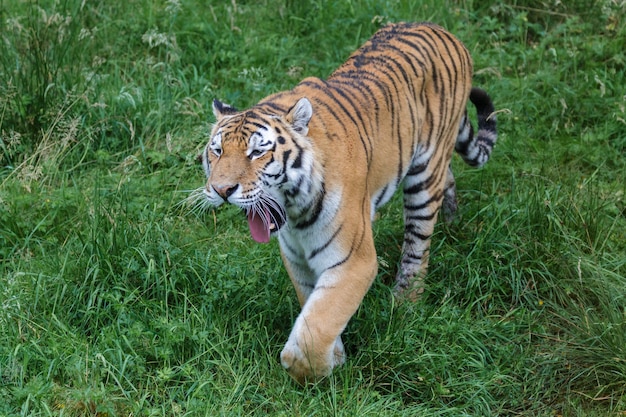 Tygrys Syberyjski (panthera Tigris Altaica) Lub Tygrys Amurski