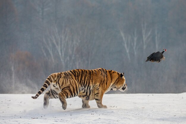 Tygrys syberyjski w zimowy dzień