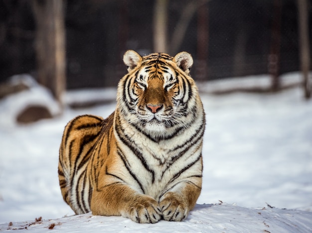 Tygrys syberyjski w zimowy dzień