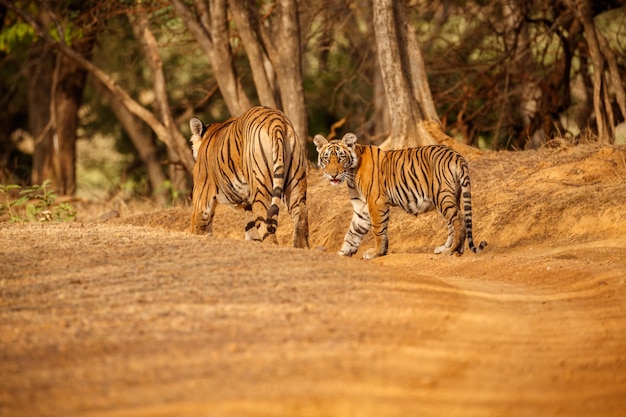 Zdjęcie tygrys w naturalnym siedlisku samiec tygrysa idący głową po kompozycji scena dzikiej przyrody z niebezpiecznym zwierzęciem gorące lato w indiach radżastan suche drzewa z pięknym tygrysem indyjskim panthera tigris