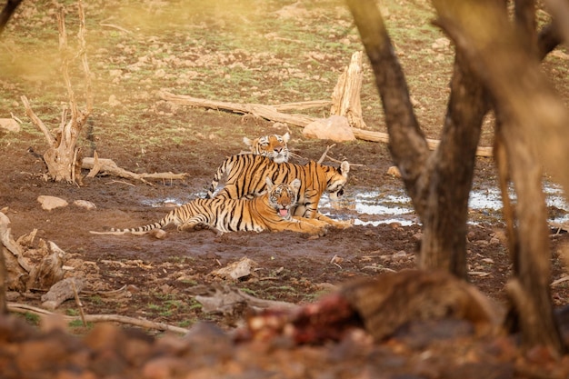 Zdjęcie tygrys w naturalnym siedlisku samiec tygrysa idący głową po kompozycji scena dzikiej przyrody z niebezpiecznym zwierzęciem gorące lato w indiach radżastan suche drzewa z pięknym tygrysem indyjskim panthera tigris