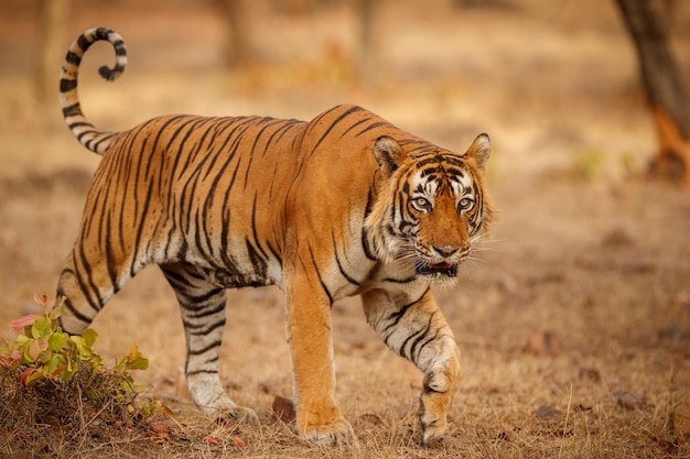 Tygrys W Naturalnym Siedlisku Samiec Tygrysa Idący Głową Po Kompozycji Scena Dzikiej Przyrody Z Niebezpiecznym Zwierzęciem Gorące Lato W Indiach Radżastan Suche Drzewa Z Pięknym Tygrysem Indyjskim Panthera Tigris