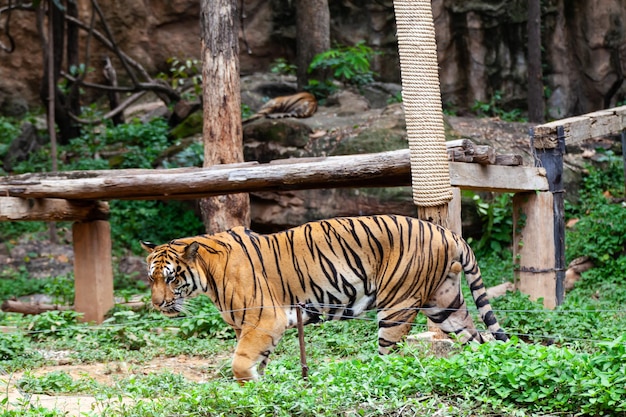 Tygrys w zoo patrzy na przewód elektryczny, szukając wyjścia z klatki