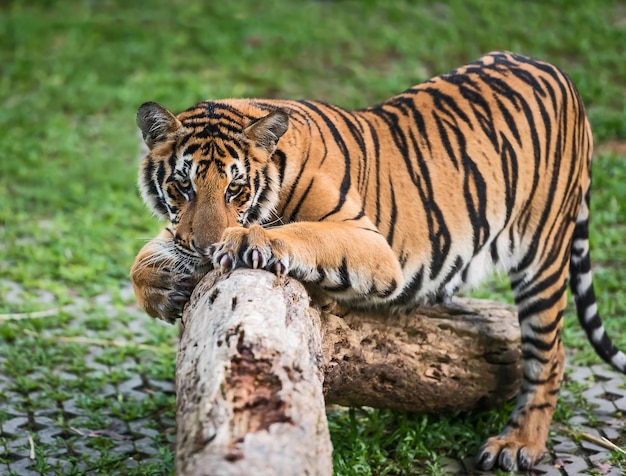 Zdjęcie tygrys w zoo