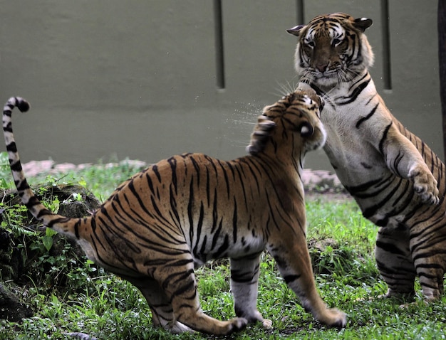 Zdjęcie tygrys w zoo