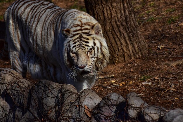 Zdjęcie tygrys w zoo.