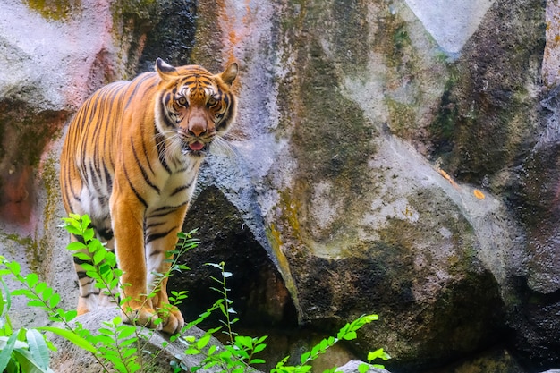 Tygrysi portret tygrys bengalski w Tajlandii