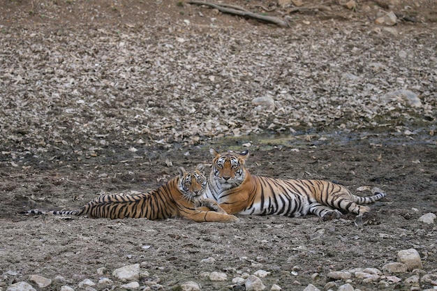 Tygrysy w swoim naturalnym środowisku