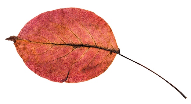 Tylna strona czerwonego jesiennego liścia gruszy