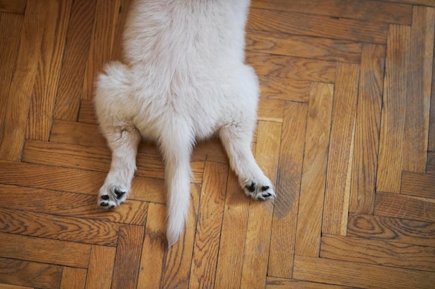 Zdjęcie tylne nogi szczeniaka golden retrievera tylne łapy i ogon szczeniaka z bliska