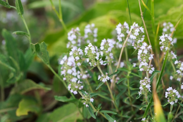 Tymian lub Thymus vulgaris to wieloletnie zioło z maleńkimi, pachnącymi liśćmi.