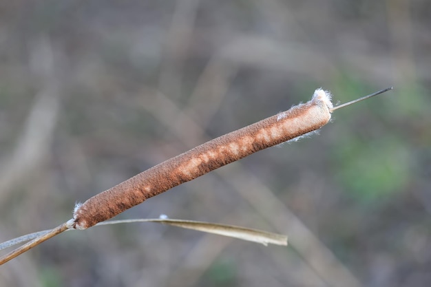 Zdjęcie typha zimowa typha latifolia