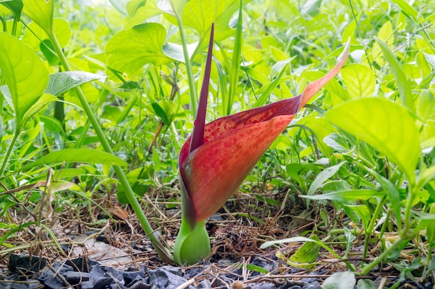 Typhonium trilobatum Schott czerwony kwiat roślina o nieprzyjemnym zapachu jak ststweed