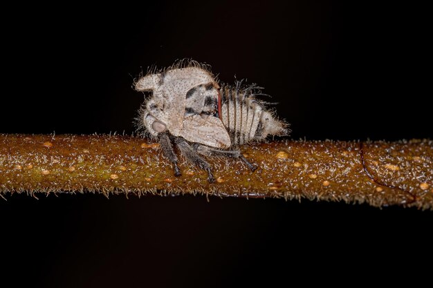 Typowa nimfa Treehoppers z rodziny Membracidae