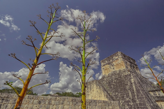 Typowe Rośliny Tego Obszaru Wznoszą Się Do Nieba W Pobliżu świątyni Jaguara W Kompleksie Archeologicznym Chichen Itza W Meksyku