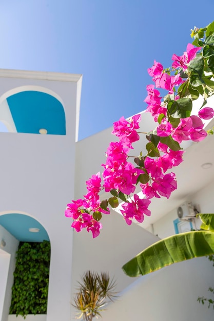 Typowy krajobraz grecki Biała architektura niebieskie niebo różowe kwiaty