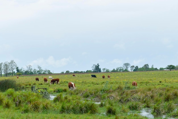 Typowy krajobraz przez prerie urugwajskie