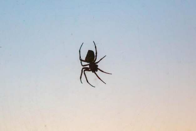 Typowy pająk Araneus diadematus bardzo powszechny w Brazylii