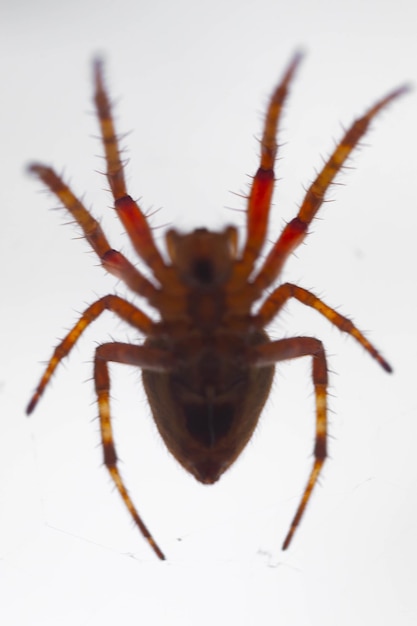 Typowy pająk Araneus diadematus bardzo powszechny w Brazylii