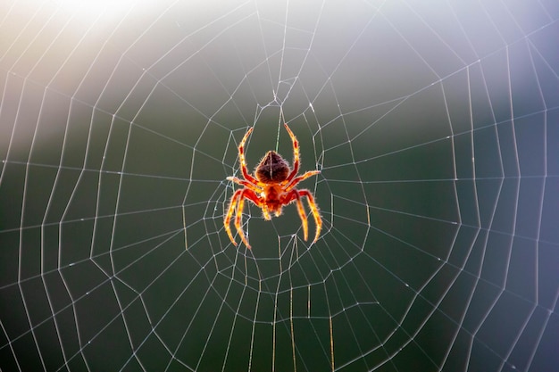 Typowy pająk Araneus diadematus bardzo powszechny w Brazylii