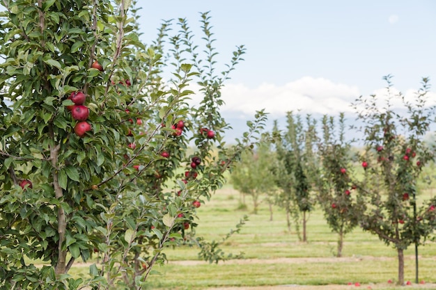 U-pick farma jabłek jednego dnia jesieni.