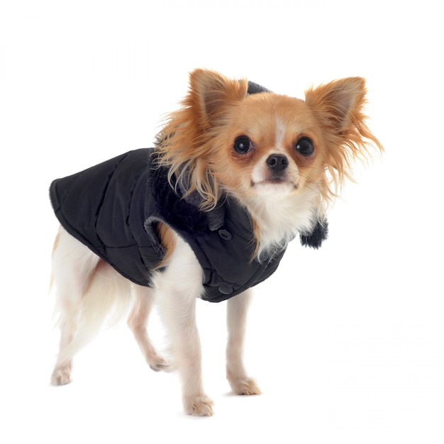 Ubrany Chihuahua