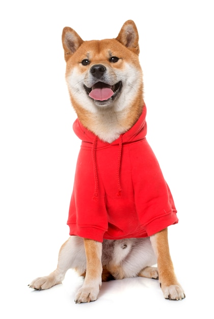 ubrany shiba inu