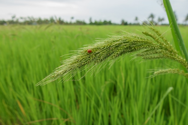 Ucho ryżu, który kwitnie w zielonym polu