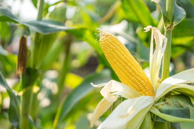 Ucho żółtej Kukurydzy Z Ziarnami Wciąż Przyczepionymi Do Kolby W Polu Kukurydzy Organicznej.