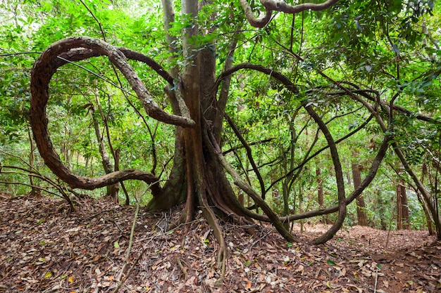 Udawattakele Royal Forest Park