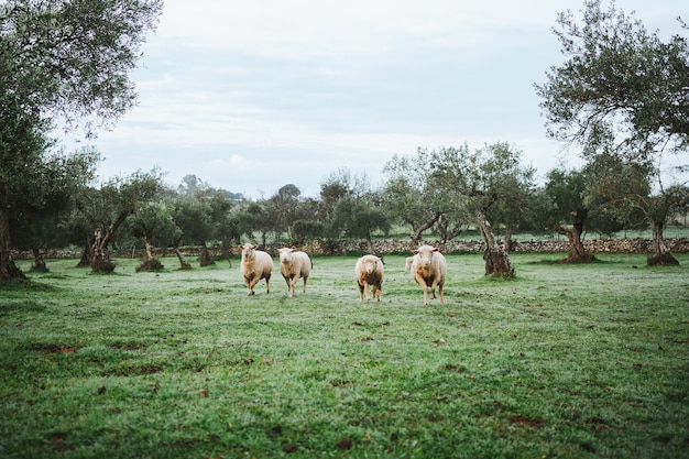 Ujęcie czterech owiec biegnących w kierunku kamery w gaju oliwnym w Hiszpanii