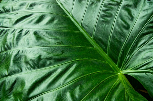 Ujęcie makro pod dużym kątem świeżych zielonych liści rośliny Alocasia odora