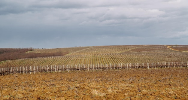 Ujęcie na zewnątrz pustej łąki winnicy wiosną w pochmurny dzień
