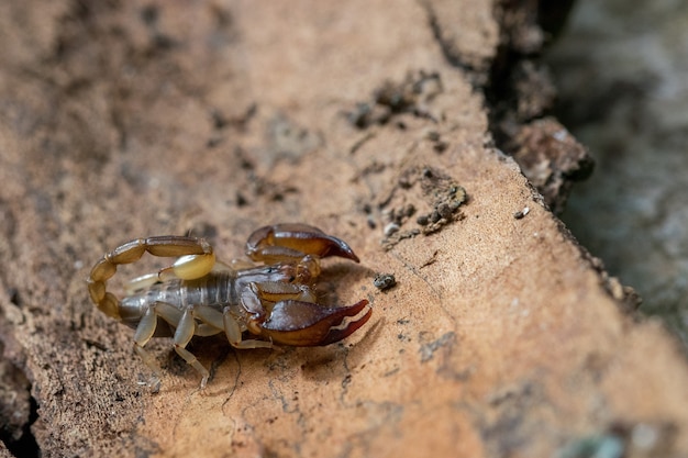 Ujęcie pod wysokim kątem skorpiona na kłodzie drzewa na Malcie