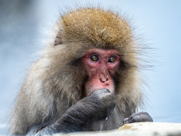 Ujęcie portretowe dorosłego makaka japońskiego