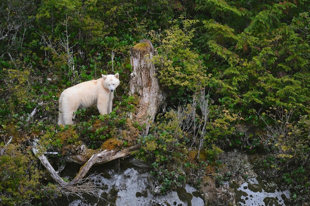 Ujmujący Niedźwiedź Spirytusowy (ursus Americanus Kermodei) Stojący Pośród Dzikich Roślin