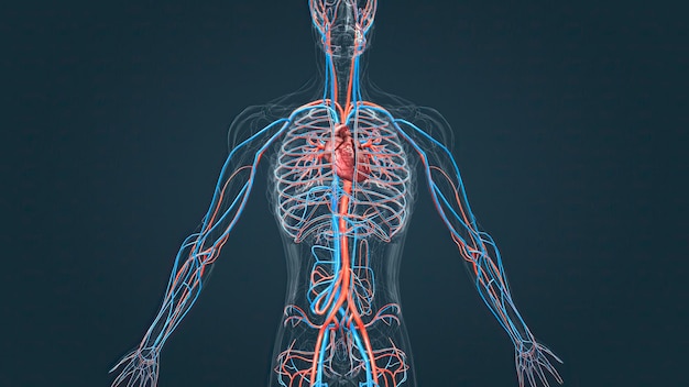 Zdjęcie układ krążenia lub układ sercowo-naczyniowy