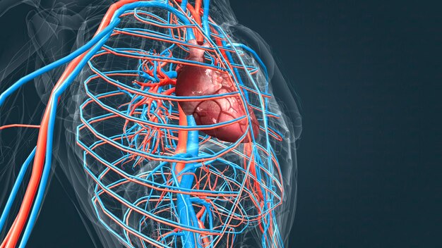 Układ krążenia lub układ sercowo-naczyniowy