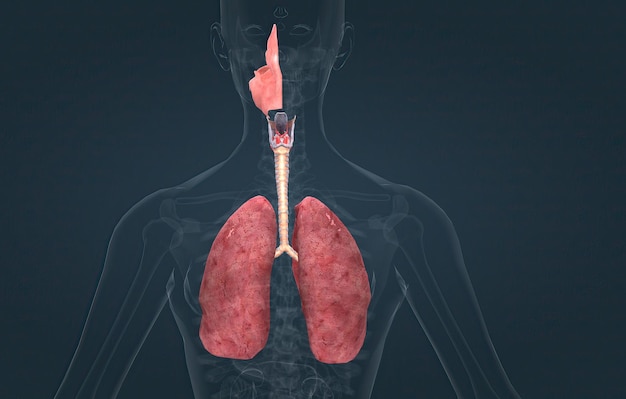 Układ oddechowy to sieć narządów i tkanek, które pomagają oddychać