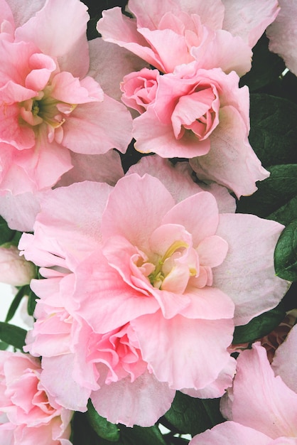 Układ pięknych różowych pastelowych wiosennych kwiatów. Koncepcja uroczystości. Orientacja pionowa, przyciemnianie zdjęcia