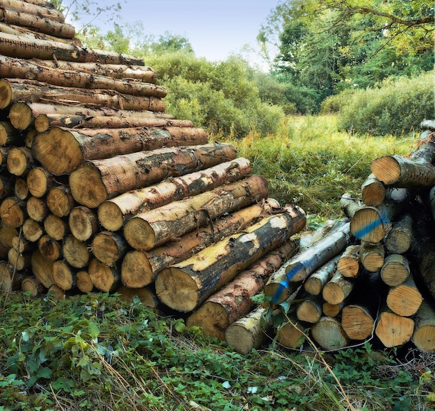 Układanie na zimę Duży stos drewna